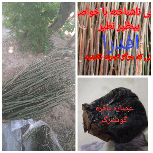 عصاره گیاه گوشترگ (بازگشایی عروق قلب)100گرم