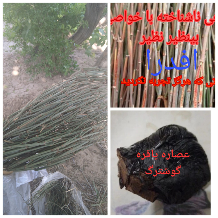 عصاره گیاه گوشترگ (بازگشایی عروق قلب)100گرم