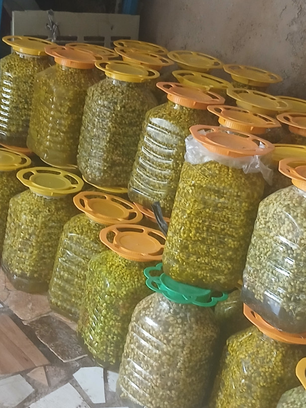 ترشی بنه پت ۱۰کیلویی ارسال فقط اتوبوس وکرایه در مقصد
