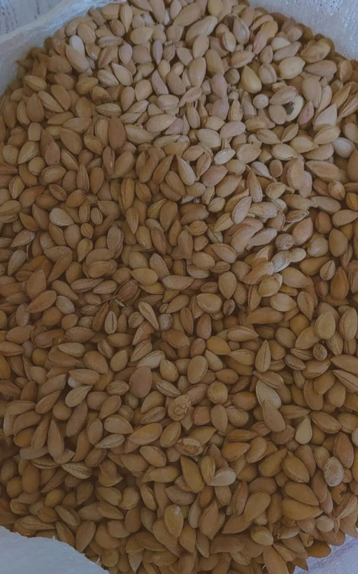 بادام کوهی