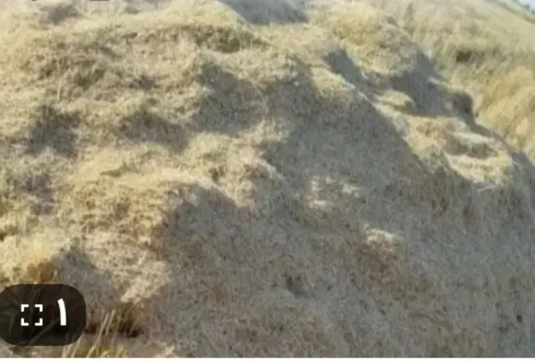 کاه گندم وجو