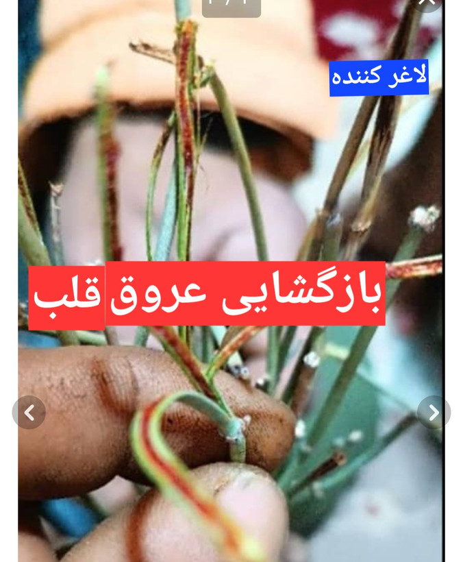 گیاه ریش بز هوما یا علیجونک (گوشترگ)