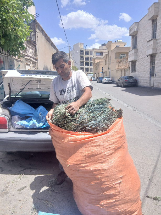 گیاه ریش بز هوما یا علیجونک (گوشترگ)