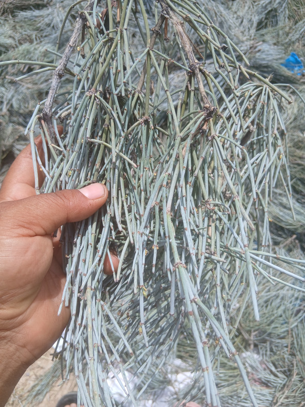 گیاه ریش بز هوما یا علیجونک (گوشترگ)