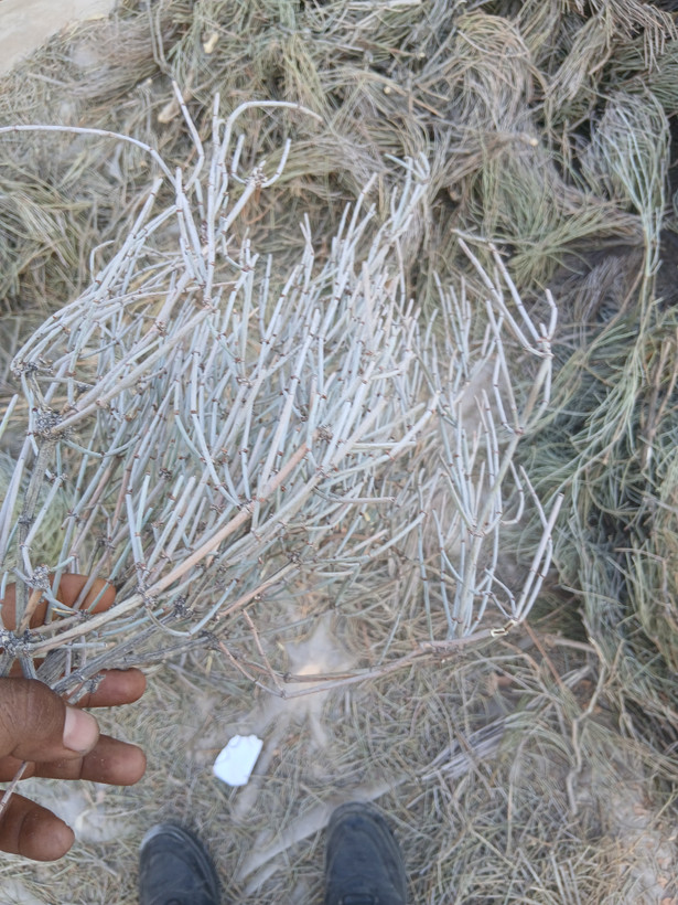 گیاه ریش بز هوما یا علیجونک (گوشترگ)