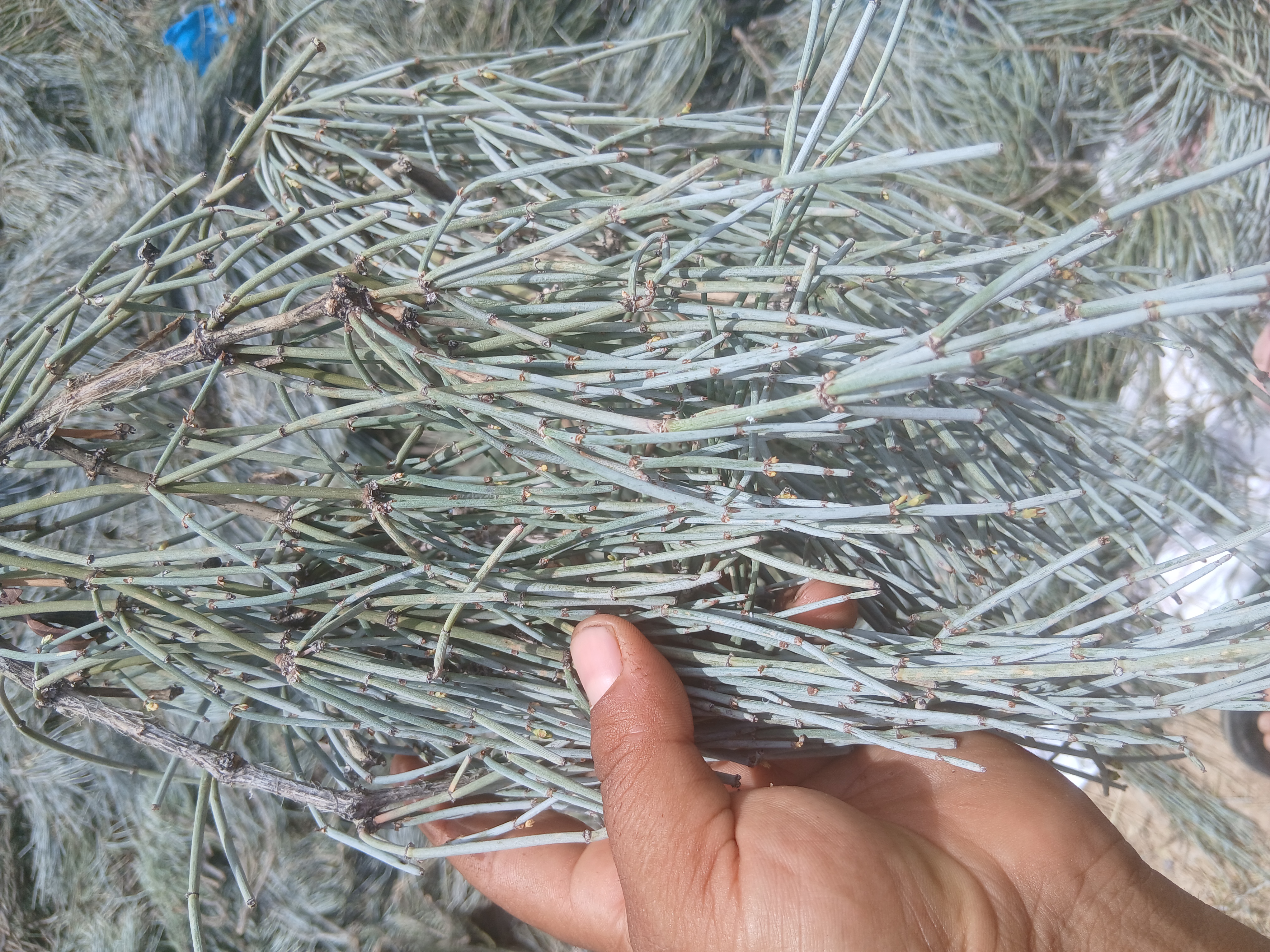دمنوش گیاه افدرا یا گوشترگ یا هوم