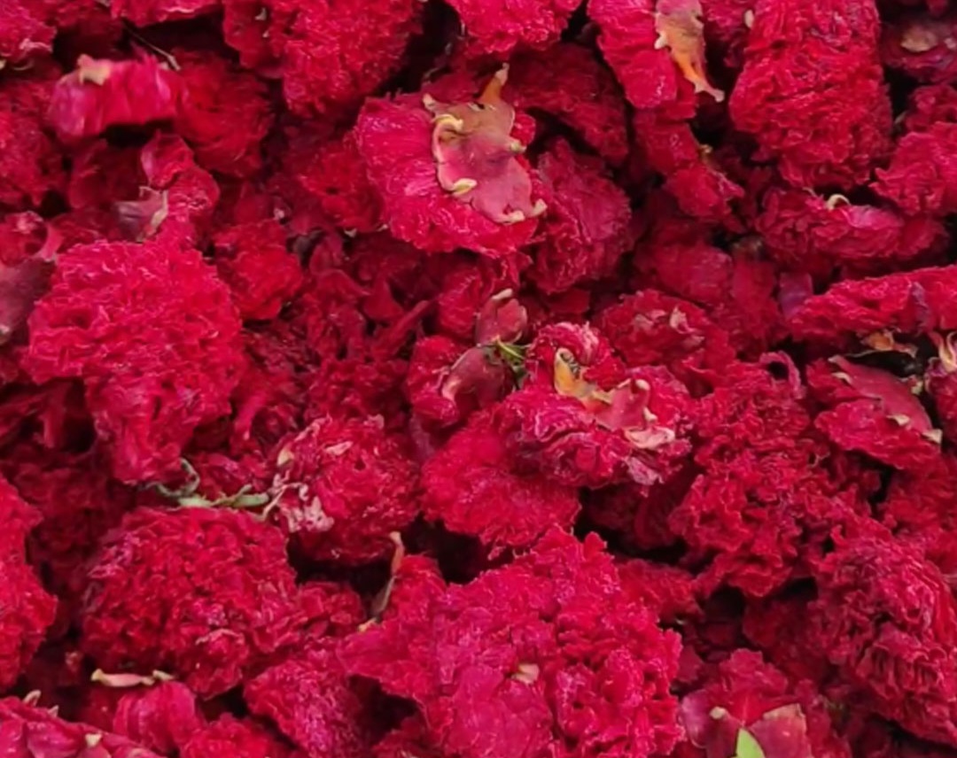 گلنار فارسی یا گل انار فارسی