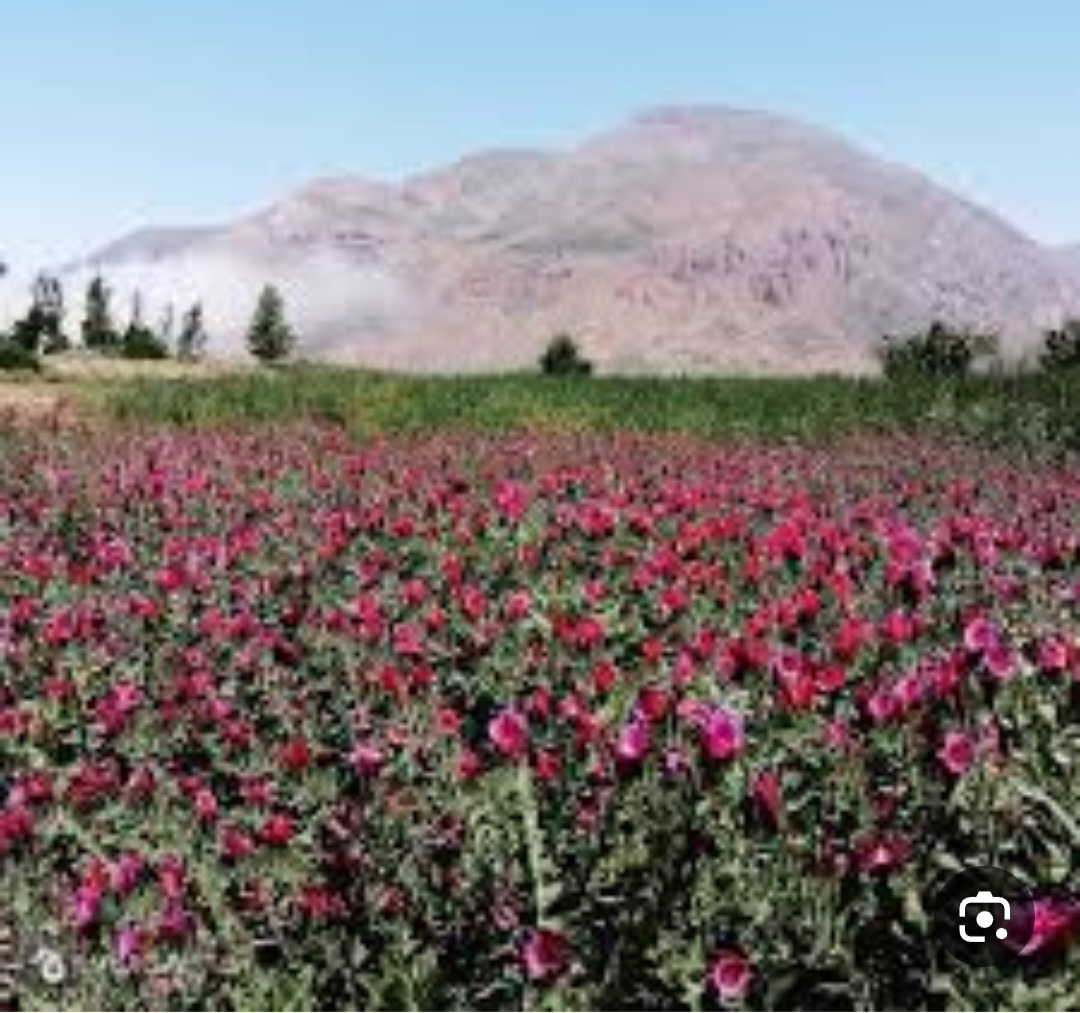 بذر گل گاوزبان ایرانی