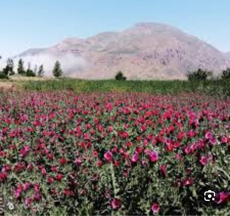 بذر گل گاوزبان ایرانی