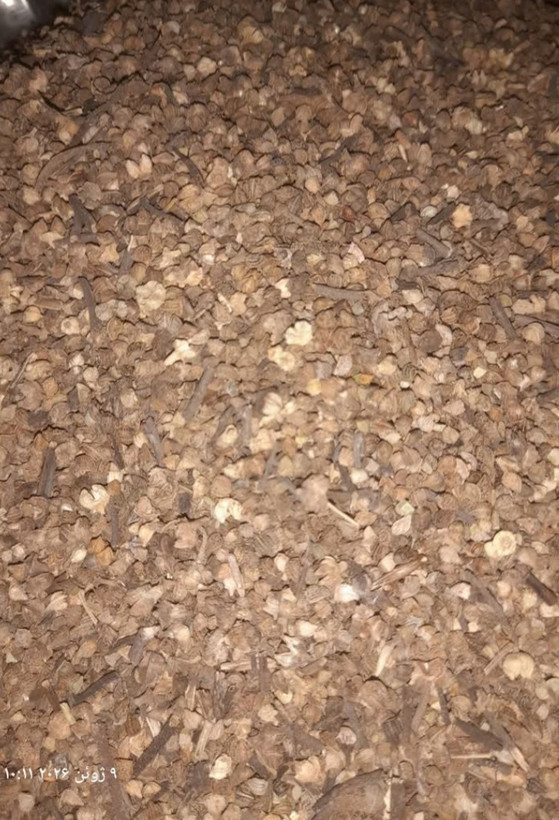 بذر گل گاوزبان ایرانی